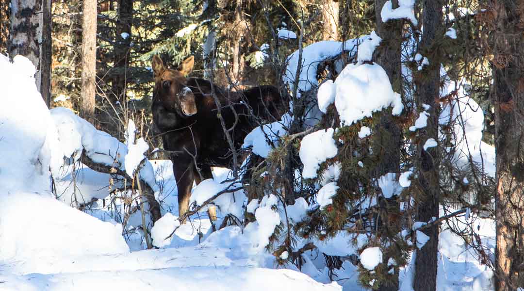 Moose